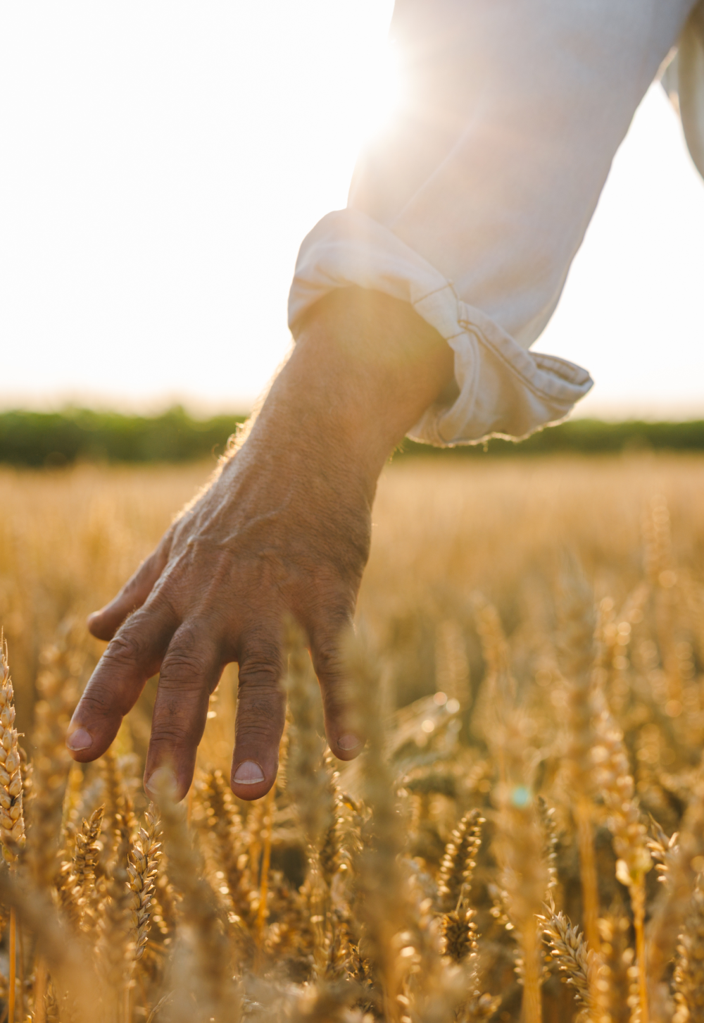 a hand running through some wheat in a field
